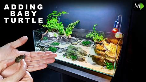 baby turtle tank|baby turtle videos.